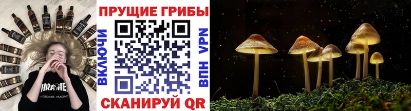 Галлюциногенные грибы мицелий  Купить где  Грязовец 